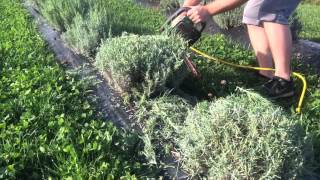 Pruning Lavender in the Fall [upl. by Jun]