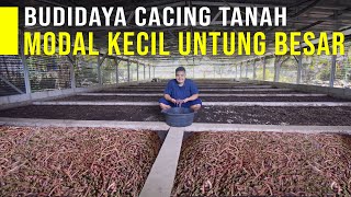 Ide Usaha Budidaya Cacing Tanah Modal Kecil Untung Besar [upl. by Seilenna]