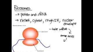 Ribosomes [upl. by Yenffit]