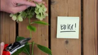 Quick Tips How to Deadhead Bigleaf Hydrangeas [upl. by Ika]