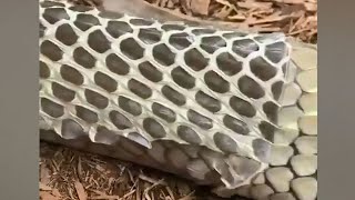 Up close King cobra shedding its skin [upl. by Holly-Anne951]