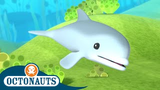 Octonauts  Baby Dolphin Rescue  Full Episode 8  Cartoons for Kids  Underwater Sea Education [upl. by Riabuz]