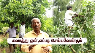 Mastering Pruning Techniques for Mango Trees 🥭 [upl. by Lorry533]