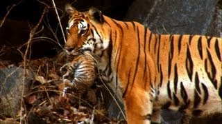 Mother Tiger Learns to Care for Cubs  David Attenborough  Tiger Spy in the Jungle  BBC Earth [upl. by Ainar]