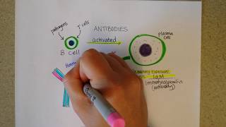 Immunoglobulins  Structure and Types of Antibodies Part 1 [upl. by Eliot]