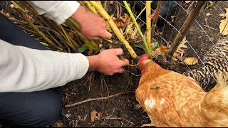 Sunchokes  Incredibly Productive perennial food [upl. by Glover]