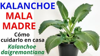 PLANTA KALANCHOE MALAMADRE Planta Aranto [upl. by Rawde]