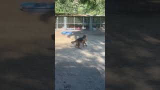 German Shepherd versus Gopher 😂 gsd puppy dog animals viralvideo fyp [upl. by Nerad]