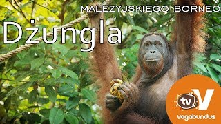 Dżungla Malezyjskiego Borneo [upl. by Asyar]