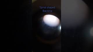 spirillum bacteriaspiral shaped bacteria when observed with the help of compound microscopeshorts [upl. by Pepillo945]