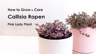 How to grow Callisia repens Pink lady care tips for indoor Callisia Pink lady [upl. by Earazed307]