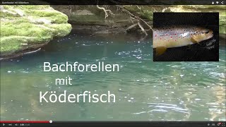 Bachforellen mit Köderfisch [upl. by Ardnik]