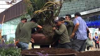 Installation of the worlds largest species of orchid the Tiger Orchid Grammatophyllum speciosum [upl. by Clemente4]