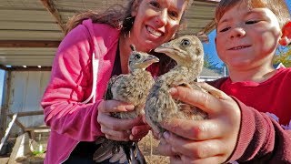 What it’s like raising baby peacocks [upl. by Frederich]