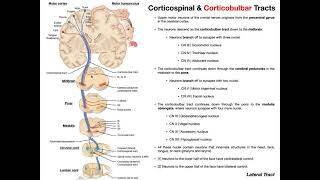 Corticobulbar Tracts EXPLAINED  Cranial Nerve Motor Function [upl. by Shurwood305]