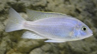 Copadichromis Likoma Blue  Mellow Colour  African Cichlid Malawi [upl. by Aiveneg]