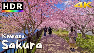 4K HDR Japan Cherry Blossoms  Kawazu Sakura [upl. by Assenahs]