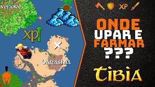 Onde Upar e Farmar  Melhores Hunts 1  Darashia  Tibia [upl. by Fidelas990]