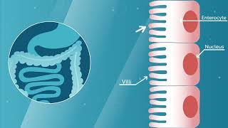 Probi Digestis® probiotic mode of action  Explainer video [upl. by Aihsoj]