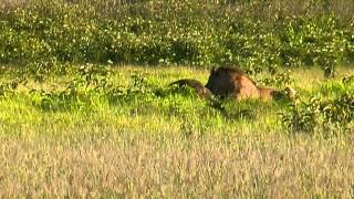 Lions feasting on Baby Elephant Amboseli Kenya 2008 [upl. by Dennett]