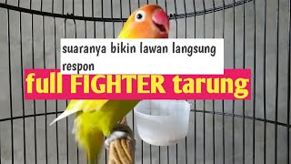 SANGAT EFEKTIF  Pancing lovebird langsung nyaut Ngetik NGEKEK [upl. by Basia]