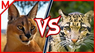 11💥Caracal vs Clouded Leopard  Dingo vs African Wild Dog winner [upl. by Beltran]