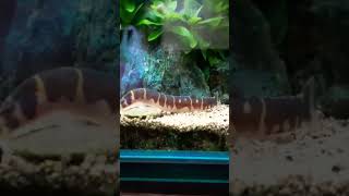 Kuhli Loach Feeding [upl. by Onafets]