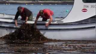 Seaweeds  A part of everyday life [upl. by Zelten934]