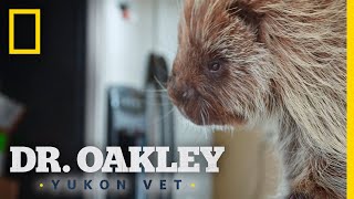 A Porcupine With a Skin Infection  Dr Oakley Yukon Vet [upl. by Nalid]