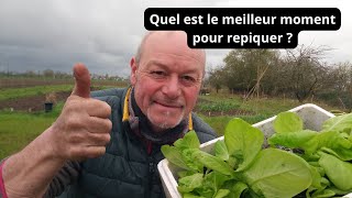 Quel est le meilleur moment pour repiquer vos salades au jardin [upl. by Ahsinid689]