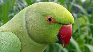 Parrot Calling Sounds  Natural Parrot Sounds  Parrot Voices [upl. by Auhsohey]