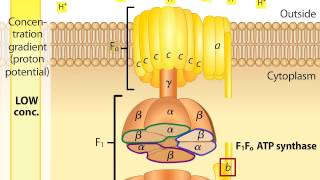 ATP Synthase [upl. by Inahc]