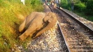 Train Hits Elephant [upl. by Yona407]