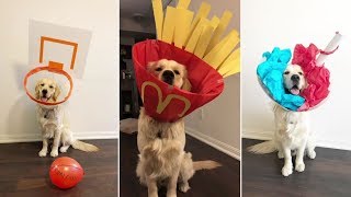 Owner Turns Dogs Cone of Shame Into Creative Costumes [upl. by Sone]