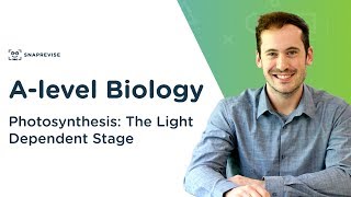 Photosynthesis The Light Dependent Stage  Alevel Biology  OCR AQA Edexcel [upl. by Ainolopa]