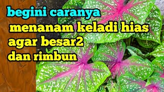 begini caranya menanam keladi agar besar2 dan rimbun [upl. by Eadnus]