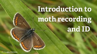 Moth identification and recording [upl. by Hailey]