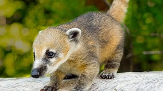 Wild Coati Babies and Family [upl. by Anwadal]