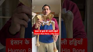 इंसान के कूल्हे की असली हड्डियाँ  Human Pelvis  Hip Bone viral trending shorts youtubeshorts [upl. by Culberson]