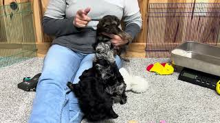 Siris Schnoodle puppies taken November 5 2024 This litter is SOLD [upl. by Gniy587]