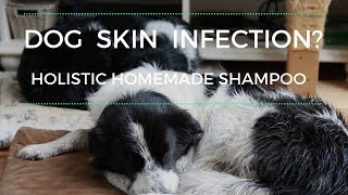 Dog Skin Infection Shampoo [upl. by Peti]