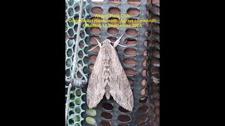 Convolvulus Hawkmoth Agrius convolvuli Clachtoll [upl. by Tolley]