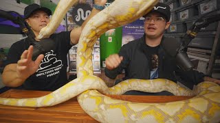 Real Life with a Reticulated Python [upl. by Darsey]