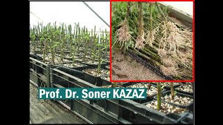 Gül Çeliği Nasıl Köklendirlir How To Root Roses From Cuttings [upl. by Yenduhc]