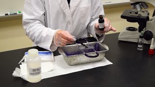 How to Perform a Simple Stain  MCCC Microbiology [upl. by Banks]