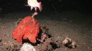 Crazy Giant Frogfish eats Cardinalfish whole [upl. by Alac501]