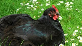 All About the Black Australorp Chicken [upl. by Carlisle]