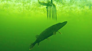 Spearing Pike INSANE FOOTAGE [upl. by Nawtna]