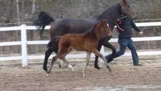 wwwreitschulesandbrinkde FOR COMPLIMENT  LORD LOXLEY foal Dressage [upl. by Hilel693]