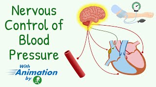 Everything About ShortTerm Regulation of Blood Pressure  Nervous Control of Circulation Animation [upl. by Louis962]